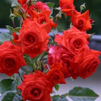 Růže Kordes 'Salita' 2L kontejner