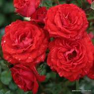 Růže Kordes 'Zwergenfee' 2 litry
