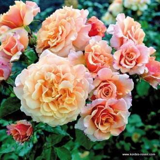 Růže Kordes 'Caramella' 2L kontejner