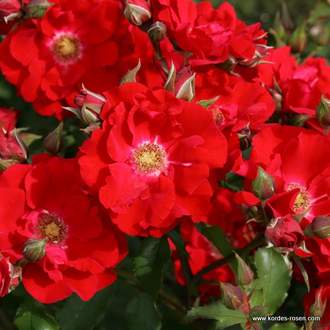 Růže Kordes 'Roter Korsar' 2 litry