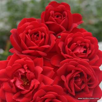 Růže Kordes 'Jugendliebe' 2l kontejner