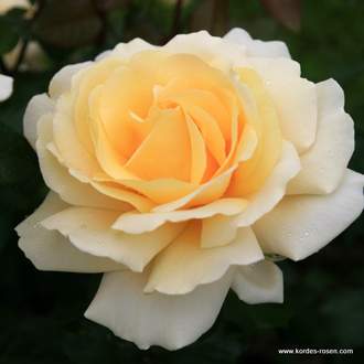 Růže Kordes 'Winter Sun' 2 litry