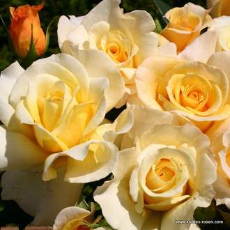 Růže Kordes 'Sunny Sky' 2 litry