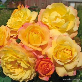 Růže Kordes 'Rose der Hoffnung' 2l kontejner