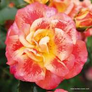 Růže Kordes 'Airbrusch' 2 litry