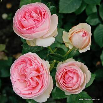Růže Kordes 'Eden Rose 82' 2l kontejner