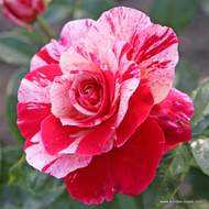 Růže Kordes 'Abracadabra' 2 litry