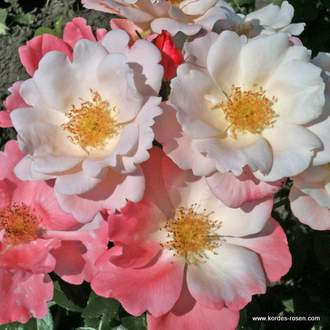Růže Kordes 'Roseromantic' 2l kontejner