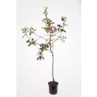 Jabloň 'James Grieve' květináč 6 litrů, výška 150/175cm, stromek, letní, CIZOSPRAŠNÁ