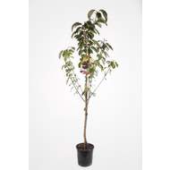 Třešeň 'Lapins' květináč 6 litrů, výška 150/175cm, stromek, SAMOSPRAŠNÁ