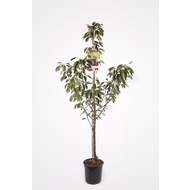 Třešeň 'Viola' květináč 6 litrů, výška 150/175cm, stromek, částečně samosprašná
