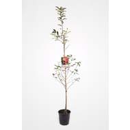 Višeň 'Morela pozdní' květináč 6 litrů, výška 150/175cm, stromek, SAMOSPRAŠNÁ