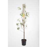Broskvoň 'Peregrine' květináč 6 litrů, výška 150/175cm, stromek, SAMOSPRAŠNÁ