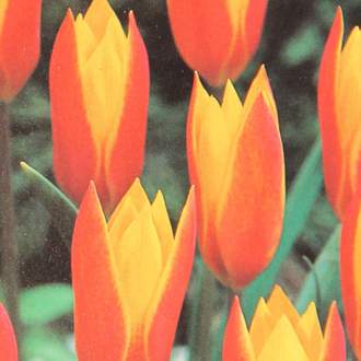 Tulipán Chrysantha 10ks