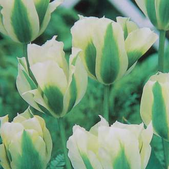 Tulipán Spring Green zelenobílý10ks