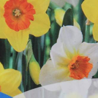 Narcis 'Jumbo Mixed Colors' 50ks