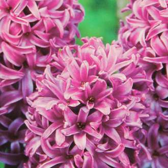 Hyacint Purple Sensation 5ks