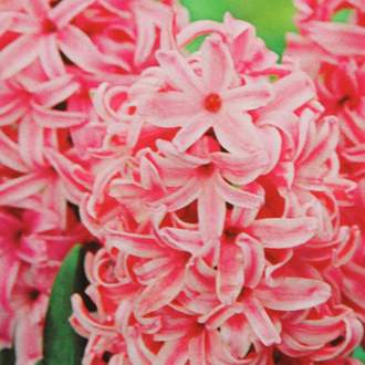Hyacint Pink Pearl 5ks