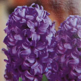 Hyacint s vázou