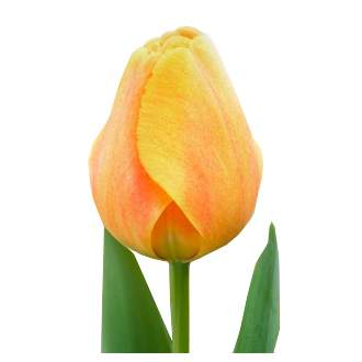Tulipán Beauty Of Parade 10ks