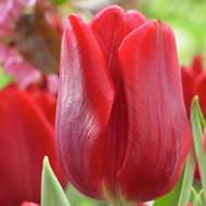 Tulipán 'Ruby Prince' 10ks