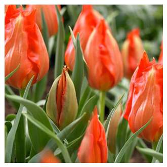 Tulipán Tangerine Beauty 10ks