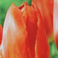 Tulipán 'Orange Emperor' 10ks