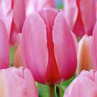 Tulipán 'Pink Impression' 10ks