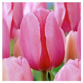 Tulipán 'Pink Impression' 10ks