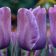 Tulipán 'Bleu Aimable' 10ks