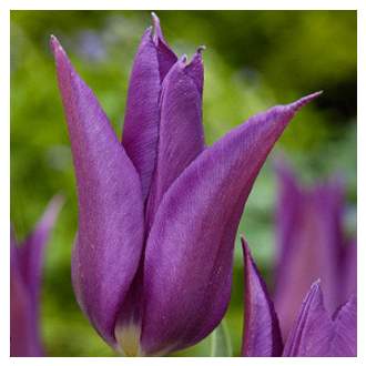 Tulipán 'Purple Dream' 10ks