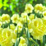 Narcis 'Yellow Cheerfulness' 5ks