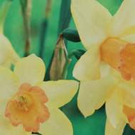 Narcis 'Blushing Lady' 5ks