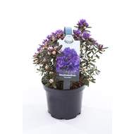 Pěnišník 'Azurika' květináč 1,5 litru, výška 20/25cm, keř