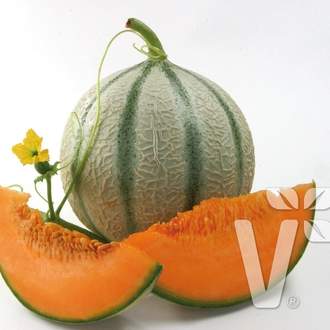 Meloun Orange Beauty roubovaný 12cm