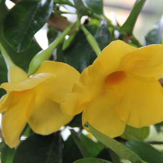 Mandevila žlutá květináč 17cm
