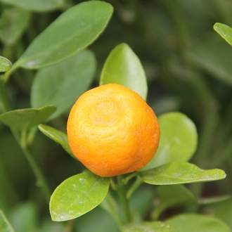 Pomerančovník zakrslý Calamondin 20cm