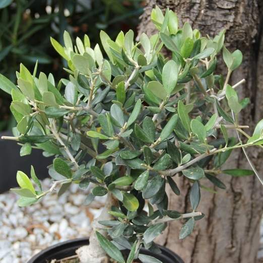 Olivovník evropský 18cm