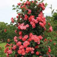 Růže Kordes 'Bajazzo' květináč 5 litrů