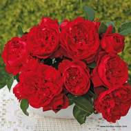 Růže Kordes 'Florentina' květináč 5 litrů