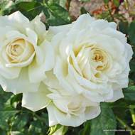 Růže Kordes 'Alaska' květináč 5 litrů