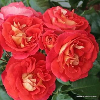Růže Kordes 'Gebrüder Grimm' 5,5L kontejner