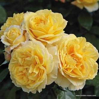 Růže Kordes 'Sunstar' 5,5l kontejner