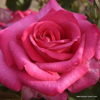 Růže Kordes 'Parole' 5,5L kontejner