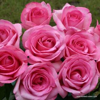 Růže Kordes 'Sweet Parole' 5,5L kontejner