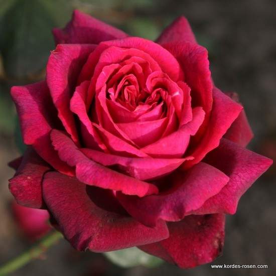 Levně Růže Kordes Parfuma 'Gräfin Diana' květináč 5 litrů