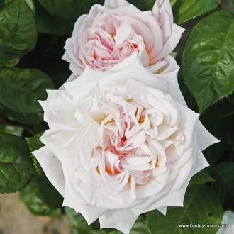Růže Kordes Parfuma 'Madame Anisette' 5,5L kontejner