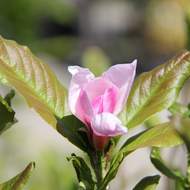 Šácholan hvězdokvětý 'Rosea' květináč 2,5 litru, výška 40/50cm, keř