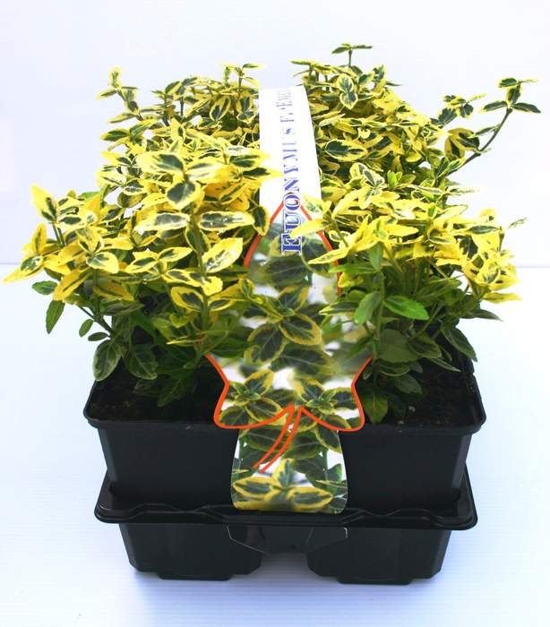 Levně Brslen Fortunův 'Emerald´n Gold' květináč 1 litr, výška 15/20cm, keř