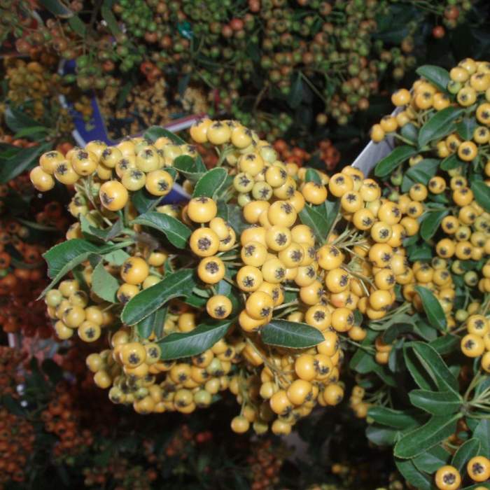 Levně Hlohyně šarlatová 'Soleil d'Or' květináč 2 litry, výška 40/60cm, keř, vyvazovaná